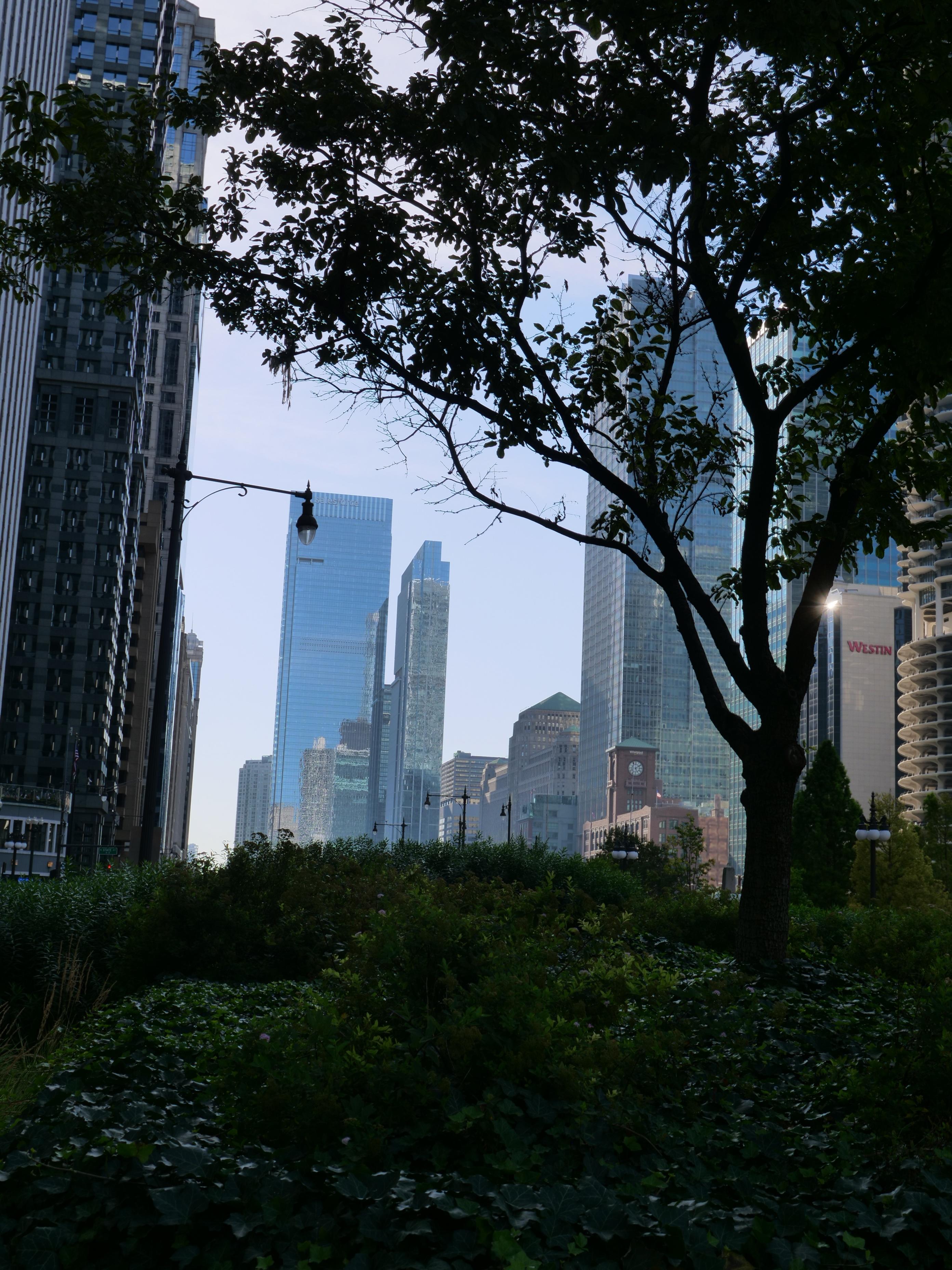 The Chicago skyline framed by trees